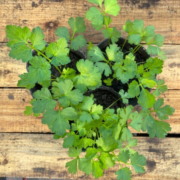 El Cilantro es una hierba aromática anual muy utilizada en gastronomía, es ideal para sumar a nuestra huerta o jardín.