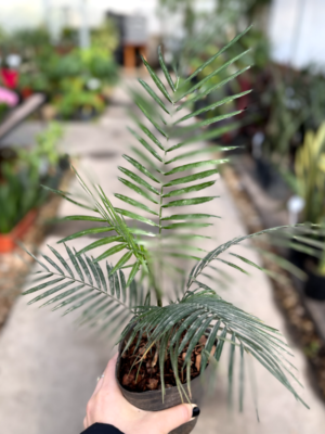 El Coco weddelliana es ideal para embellecer un interior o mismo para completar tu jardín con esta bellísima palmera muy decorativa.