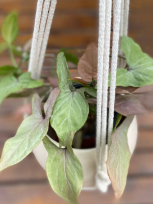 Los Syngonium son trepadoras o rastreras que se desarrollan principalmente en los alrededores de los troncos de los árboles.