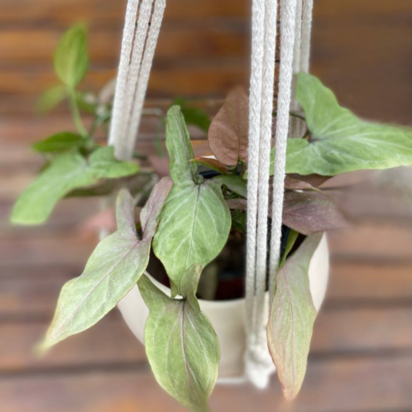 Los Syngonium son trepadoras o rastreras que se desarrollan principalmente en los alrededores de los troncos de los árboles.