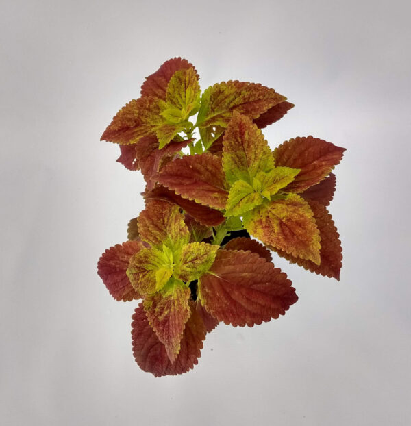 La Cretona es una planta herbácea o perenne que se cultiva por la belleza de sus hojas de colorido muy variado y decorativo.