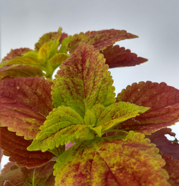 La Cretona es una planta herbácea o perenne que se cultiva por la belleza de sus hojas de colorido muy variado y decorativo.