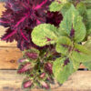 La Cretona es una planta herbácea o perenne que se cultiva por la belleza de sus hojas de colorido muy variado y decorativo.