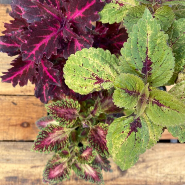 La Cretona es una planta herbácea o perenne que se cultiva por la belleza de sus hojas de colorido muy variado y decorativo.