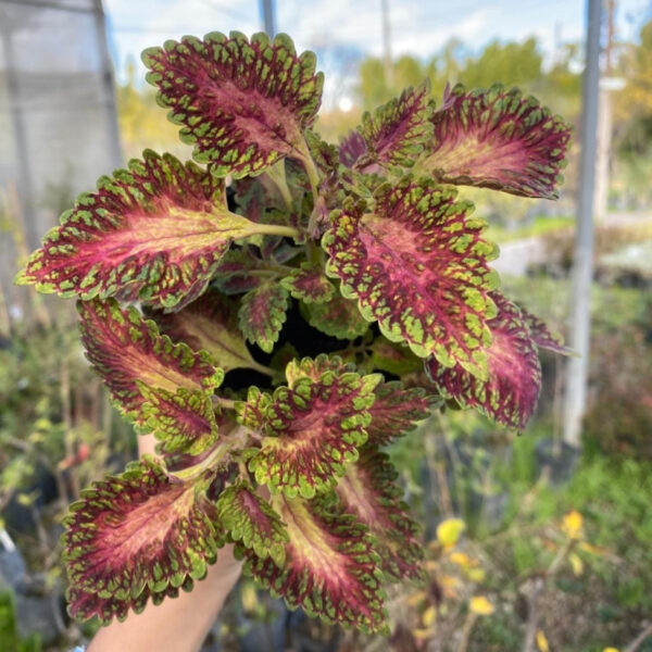 La Cretona es una planta herbácea o perenne que se cultiva por la belleza de sus hojas de colorido muy variado y decorativo.