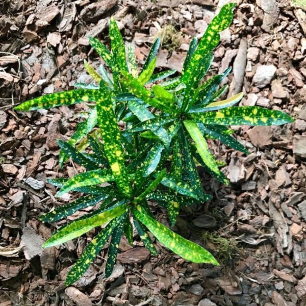 El Crotón Fideo es un arbusto de hojas muy vistosas, sus colores suelen distribuirse en forma de salpicaduras.