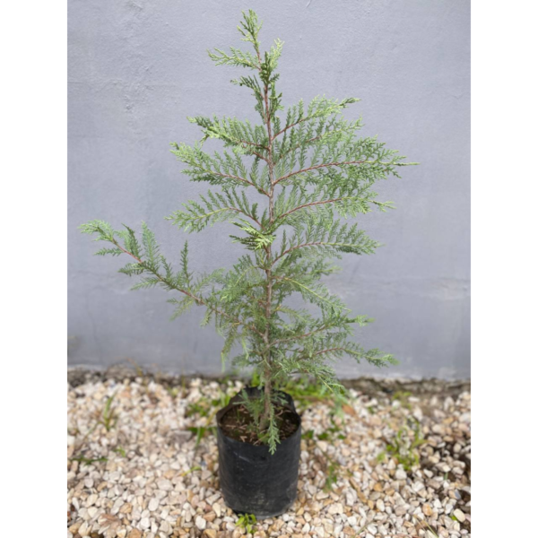 El Cupressus leylandii, es una conífera perennifolia híbrida entre Cupressus y Chamaecyparis.