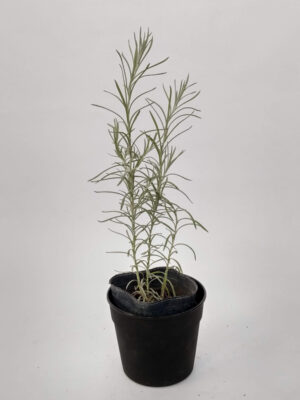 El Curry es una planta hortaliza de hoja, su cultivo es ideal para tener en tu huerta y su uso en cocina como condimento.