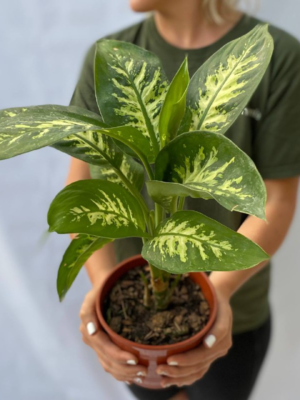 dieffembachia tropic - Vivero Agronomia 1