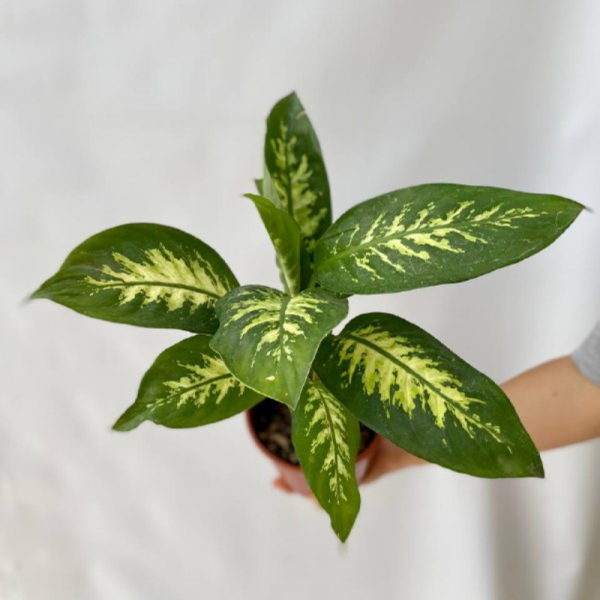 La Dieffenbachia Tropic es una planta herbácea y perenne perteneciente a la familia Araceae y es originaria de Colombia y de Costa Rica.