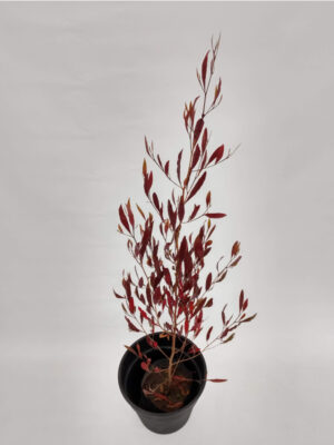 La dodonea es un arbusto de ramas erectas y hojas perenne, ideal para emplear en solitario podando a gusto o dejando tipo arbolito.