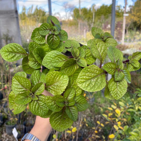 El Dólar negro es la planta ideal para atraer buena fortuna en tu hogar, ubicandola en interior o exterior semisombra.