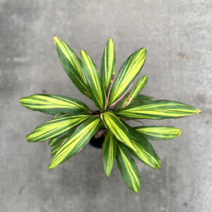 La Dracena kiwi es un arbusto de crecimiento vertical, ideal para decorar cualquier interior, ya que es muy llamativa y llena cualquier espacio.