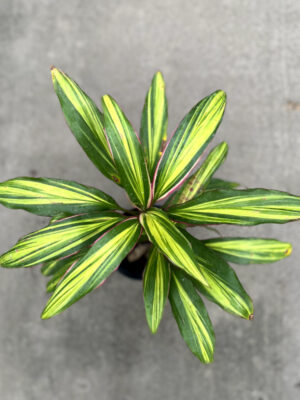 La Dracena kiwi es un arbusto de crecimiento vertical, ideal para decorar cualquier interior, ya que es muy llamativa y llena cualquier espacio.