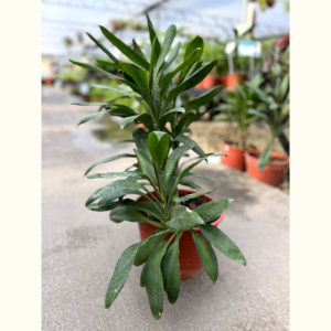 La Drassena Robusta es una planta de hojas lanceoladas, de un color verde oscuro, ideal para decorar espacios en el interior de tu casa.