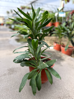La Drassena Robusta es una planta de hojas lanceoladas, de un color verde oscuro, ideal para decorar espacios en el interior de tu casa.