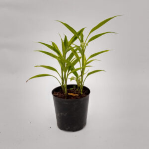 La Dracaena sanderiana, es mal llamada »bambú de la suerte» debido a la tradición de los chinos de regalarla para dar suerte.