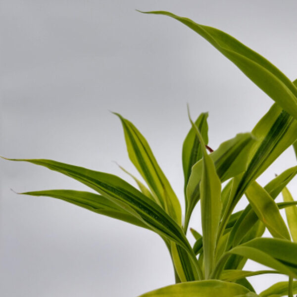 La Dracaena sanderiana, es mal llamada »bambú de la suerte» debido a la tradición de los chinos de regalarla para dar suerte.