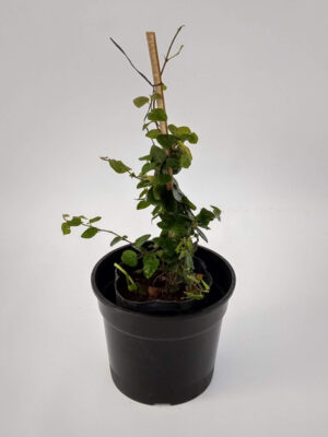 La planta Véronica, o Hebe Carnosula purple queen es un pequeño arbusto de hojas perennes que puede llegar a alcanzar hasta el metro de altura. Tiene unas flores muy llamativas y llenas de color y que en esta especie resalta el color violeta.