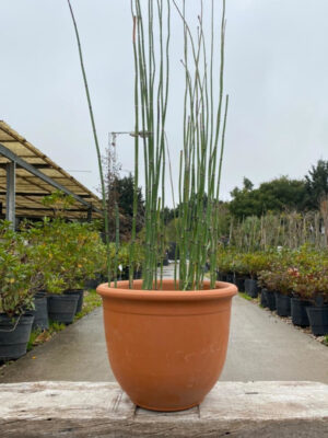 Equisetum fluviatile es una planta perenne muy decorativa, con largos tallos cilíndricos de color verde de crecimiento erecto.
