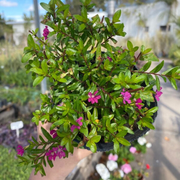 La Erica es un pequeño arbusto de porte compacto que produce abundantes flores pequeñas de color blanco, rosa o púrpura.