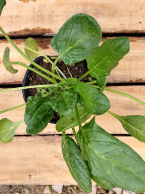 La Espinaca es una hortaliza de hoja que se cultiva para su uso en la cocina, es ideal para incluir en tu huerta o jardín.