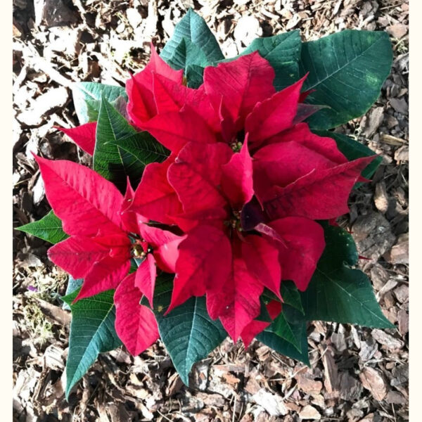 La Euphorbia pulcherrima (Estrella Federal) es reconocida por sus brácteas rojas que adornan la parte superior de la planta.