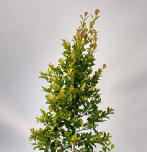 La Eugenia es un arbusto ornamental muy ramificado de atractiva forma cónica, ideal para utilizar como cerco vivo por su gama de colores.