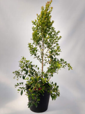 La Eugenia es un arbusto ornamental muy ramificado de atractiva forma cónica, ideal para utilizar como cerco vivo por su gama de colores.