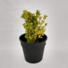 El Euonymus es un arbusto perennifolio, generalmente utilizado como planta ornamental en parques y jardines.