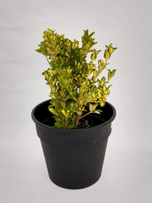 El Euonymus es un arbusto perennifolio, generalmente utilizado como planta ornamental en parques y jardines.