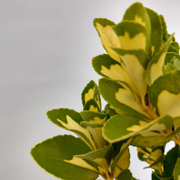 El Euonymus es un arbusto perennifolio, generalmente utilizado como planta ornamental en parques y jardines.