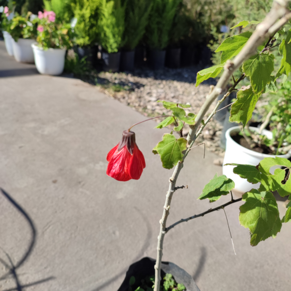 El farolito japones es un arbusto de flores muy coloridas y de tonos variados, ideal para jardines, para cubrir un muro o para la decoración.