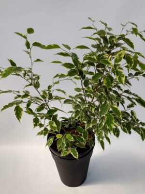 El Ficus starlight es un árbol con hermosas hojas, pequeñas y color verde brillante con patrones en color blanquecino. Ideal para interiores.