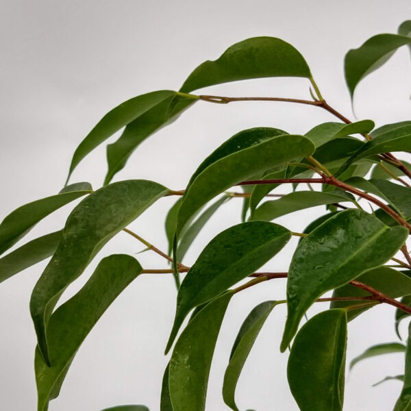 El Ficus árbolito es una de las plantas más populares por su fácil adaptación, ideal para quienes no tienen experiencia en jardinería.