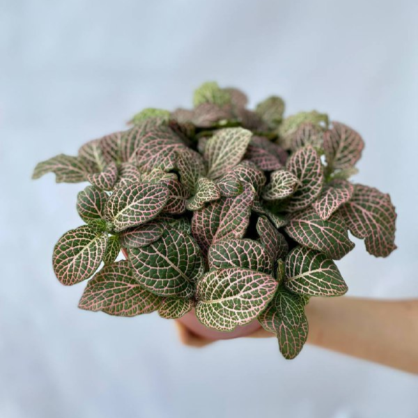 fittonia