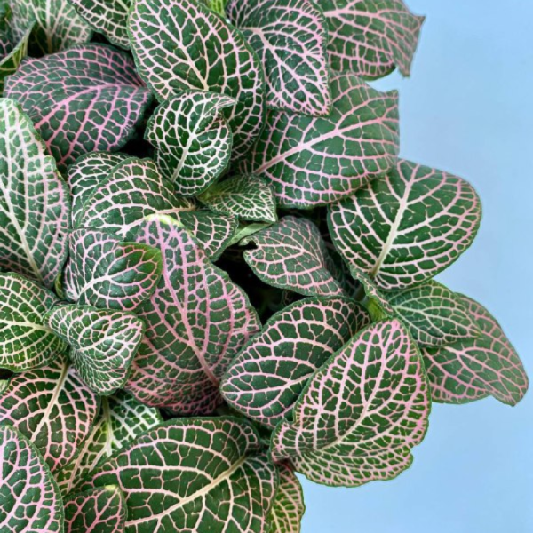 La Fittonia es una planta de interior de tipo rastrero. De pequeño tamaño, perfecto como tapiz para composiciones con plantas de mayor tamaño.