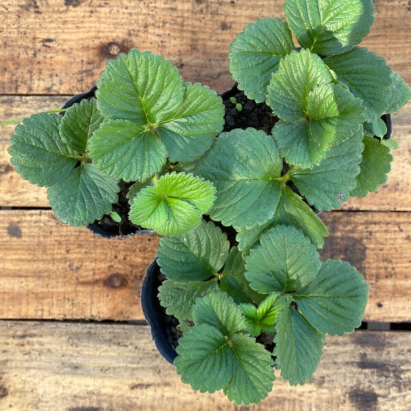 La frutilla es una planta perenne ideal para ubicarla en tu huerta a pleno sol y disfrutar de sus frutos cada año.