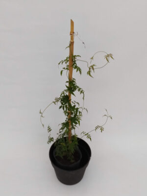 El Jazmín chino posee una floración intensa y perfumada que se produce desde fines del invierno ideal para tener en tu jardín.