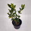 El jazmín del Cabo injertado es una planta muy apreciada por la belleza y aroma de su flor. Es un arbusto perenne que puede llegar a medir 2m