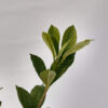 El jazmín del Cabo injertado es una planta muy apreciada por la belleza y aroma de su flor. Es un arbusto perenne que puede llegar a medir 2m