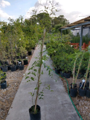 El Jazmín del país es un arbusto trepador semiperenne. Es conocido por sus perfumadas flores blancas de forma tubular.