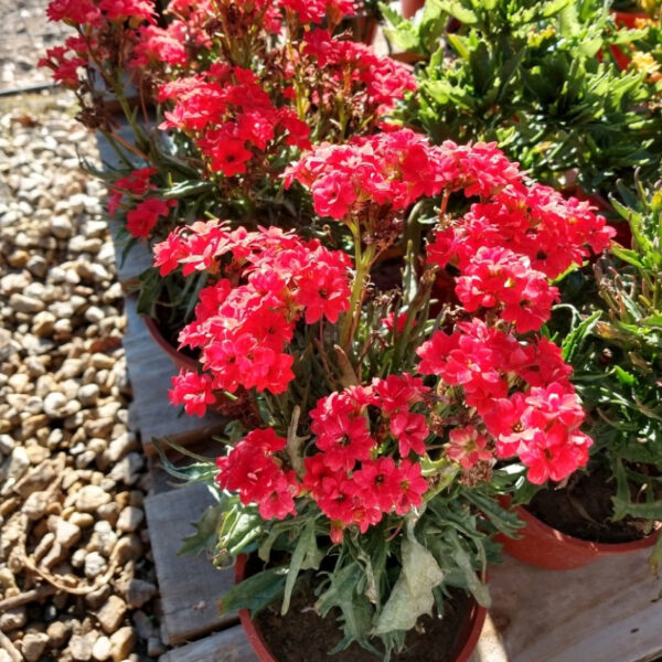 El kalanchoe es una planta crasa que se caracteriza por presentar hojas carnosas cuya función principal es la de almacenar agua y nutrientes.