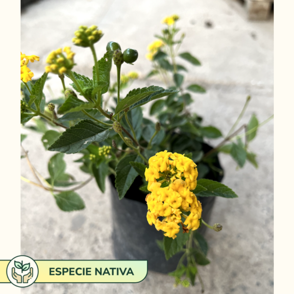 La Lantana montevidensis es una planta de hábito rastrero, muy ornamental. Es perfecta como cubresuelos para tu jardín, patio o terraza.