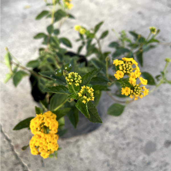 La Lantana montevidensis es una planta de hábito rastrero, muy ornamental. Es perfecta como cubresuelos para tu jardín, patio o terraza.