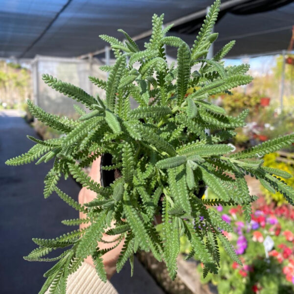 La Lavanda Dentata es una planta perenne, aromática de porte robusto. Es Ideal por adaptarse a lugares con mucho sol y por su perfume.