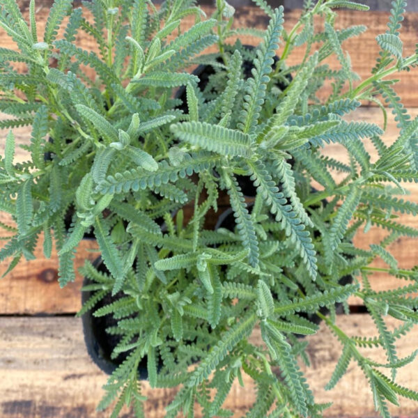 La Lavanda Dentata es una planta perenne, aromática de porte robusto. Es Ideal por adaptarse a lugares con mucho sol y por su perfume.