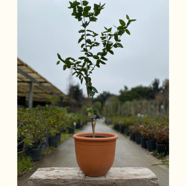 La lima ácida es de las más habituales de ver en jardines gracias a que no tienen un gran porte y pueden ser cultivadas sin ningún problema.