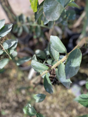 La Lima tahiti es un árbol frutal de la familia de los cítricos, con hojas son verdes y flores blancas muy atractivas con aroma agradable.