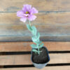 El lisianthus es una planta anual que crece formando una roseta de hojas que se desarrolla sobre un tallo de hasta 50cm de largo.
